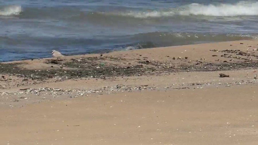 Piping Plovers spotted at Montrose Beach