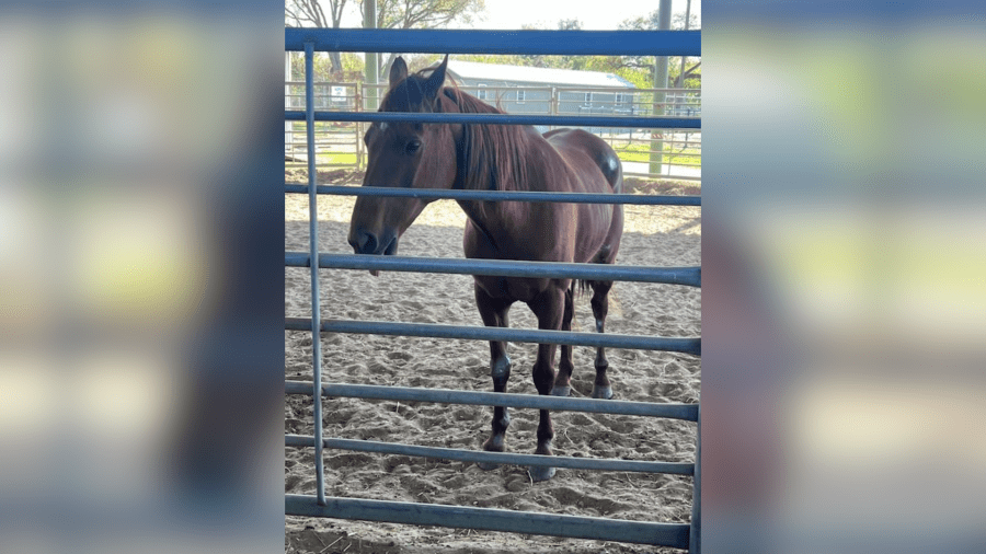 New Orleans police capture horse spotted taking ‘nerve-wracking gallop' on interstate