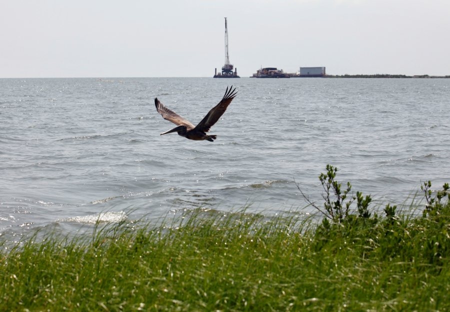 Gulf dead zone over 4,700 square miles
