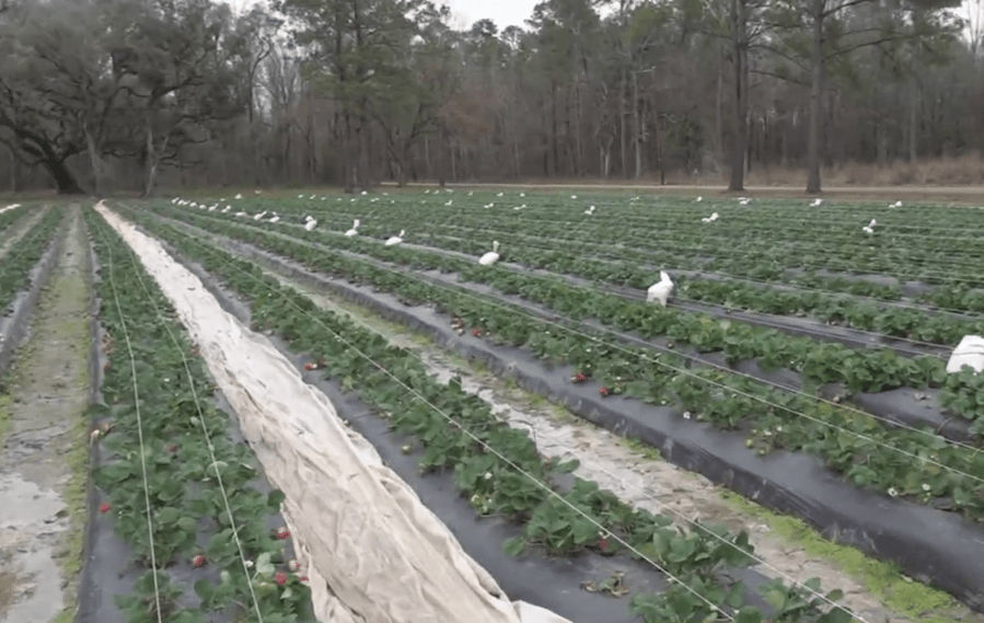 Ponchatoula strawberry farmers recovering from recent snowfall