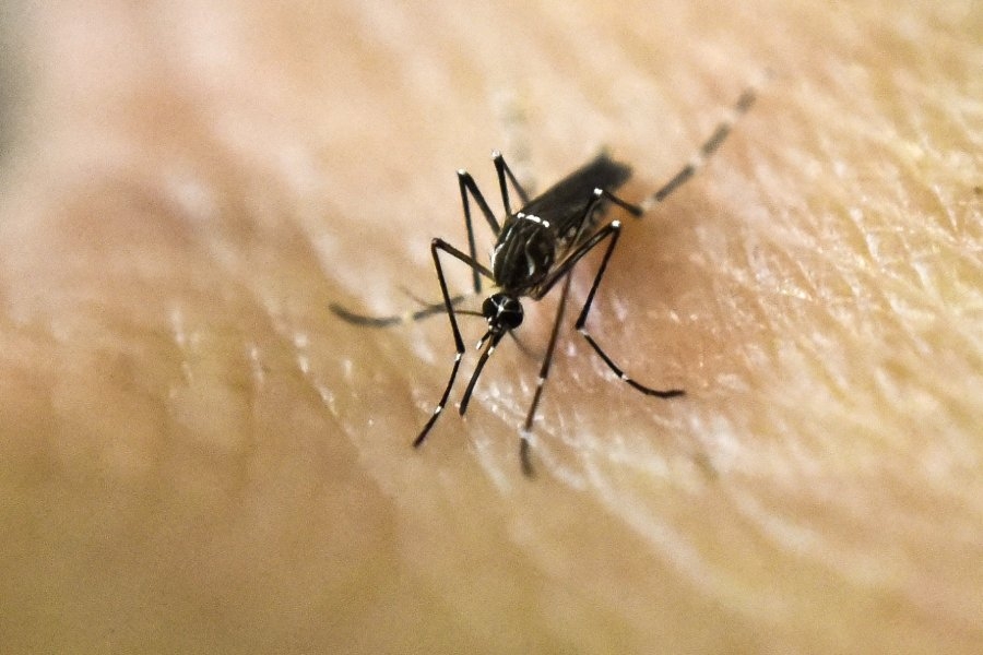West Nile Virus detected in New Orleans mosquitoes, city expands control measures