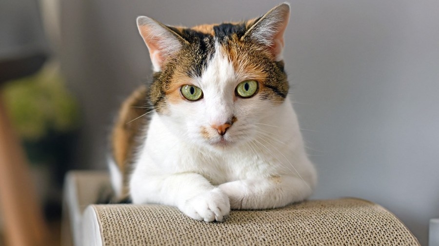 Metairie cat adoption center facing closure, requesting donations for GIVENOLA Day