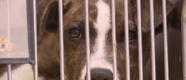 Overwhelming amount of dogs leaves St. Tammany Animal Shelter in ‘Mayday' Mode