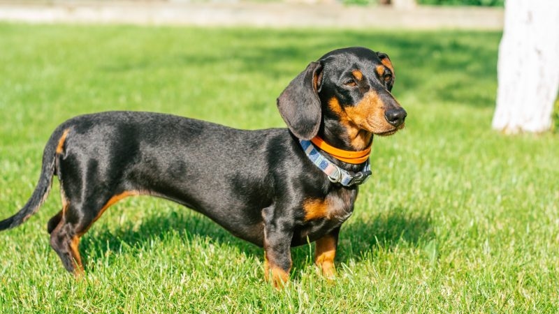 Barktoberfest being held in Thibodaux