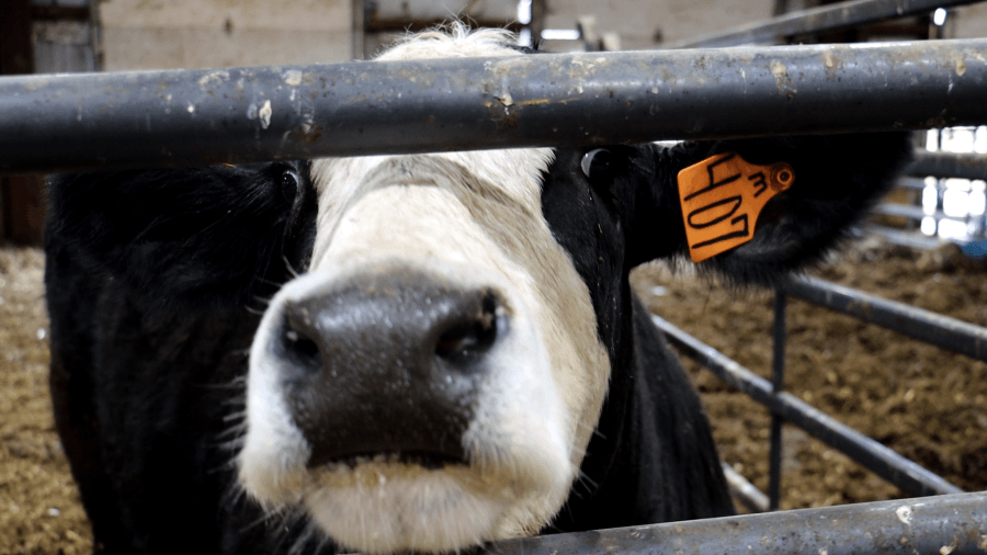 In Muscatine, kids learn to avoid fire, animal, chemical dangers on farms