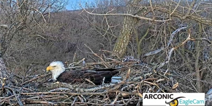 WATCH: Arconic Bald Eagles start another family