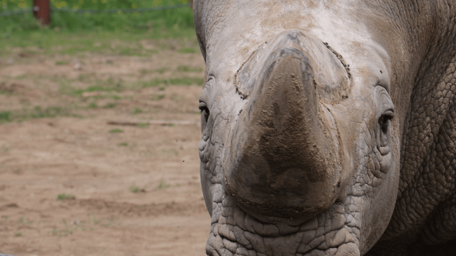 How you can help endangered species at Niabi Zoo