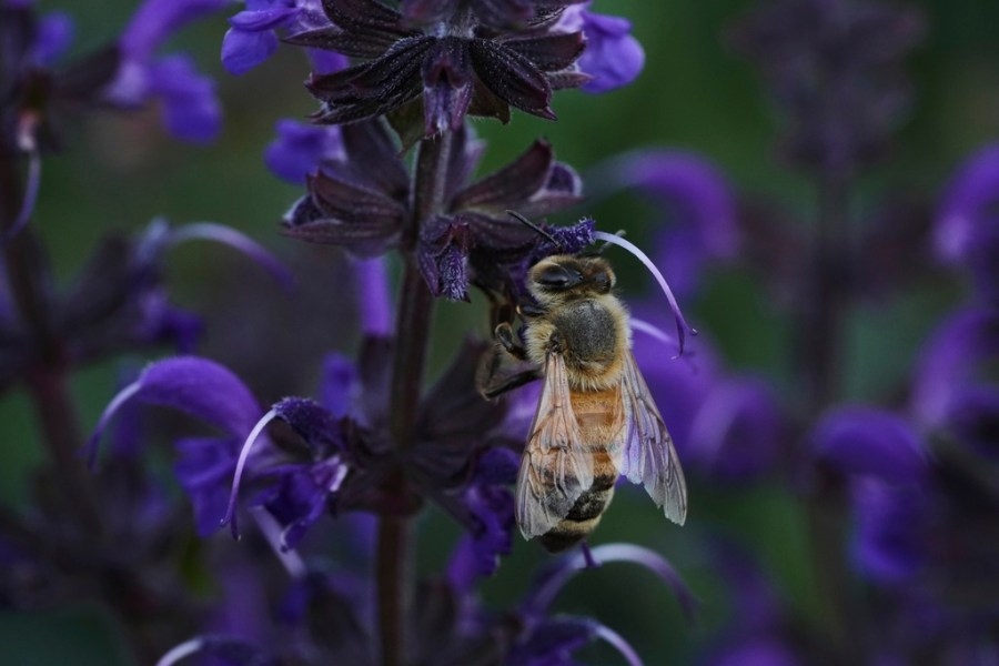 Researchers fear for bees' future on warmer Earth