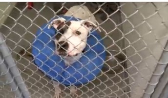 City of Davenport considers extending agreement with Humane Society