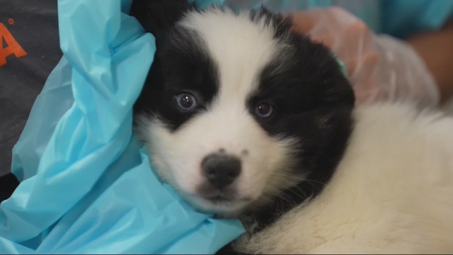 New handbook helps law enforcement respond to Iowa animal-welfare complaints