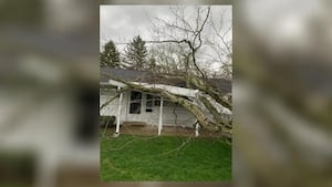‘Down came the whole thing;' Uprooted tree falls on house as result of severe storms