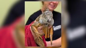 Iguana critically ill after being shot with pellet gun, shelter searching for owner