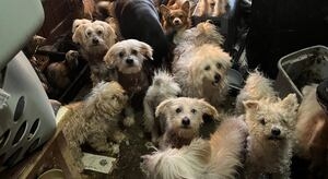 ‘Worst I've ever seen;' Over 30 dogs, several ferrets found in area home with ‘feces inches deep'