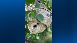 ‘They hit harder. Like a sledgehammer on fire;' Bald-faced hornets terrorize community