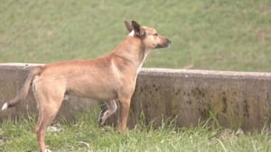 Several dog attacks reported already this year; County task force to present plan