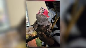 Fire-breathing or fire-fighting? Bearded dragon saves owner from house fire