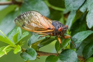 ‘Keep your mouth closed;' Kings Island visitors joined by thousands of cicadas