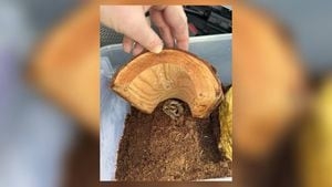 Venomous snake found in box of bananas at grocery store