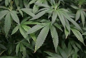 Ohio Senate passes bill that would make major changes to adult-use marijuana law