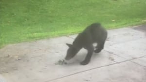 ‘Saw our friendly neighborhood bear;' Homeowners react as black bear sightings grow in Miami Valley