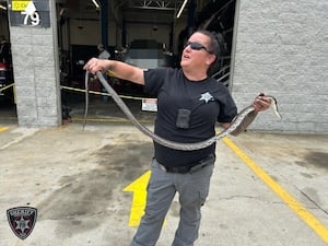 Officers called to remove ‘unexpected hitchhiker' wrapped around car parts