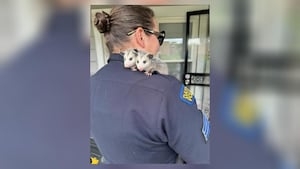 Officers find 6 baby opossums while serving search warrant in Dayton