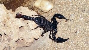 Woman hospitalized after being stung by scorpion at airport baggage claim
