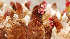 Farmers, neighbors raise concerns of smell amid bird flu outbreak