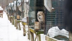 ‘Terror and pain was palpable;' Hundreds of animals rescued from Ohio fur farm