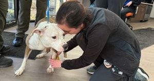 Dog survives being shot in the head; now recovering with animal care centers