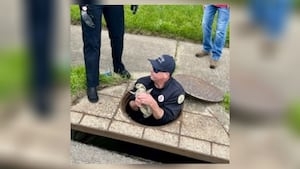 Baby goose reunites with family after taking a fall into sewer