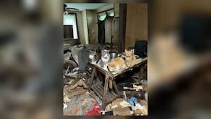 Over 70 cats, 3 dogs rescued from ‘biohazard' hoarding conditions in Ohio