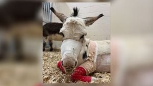 Therapy donkey attacked by dogs leaves hospital, one step closer to moving back home