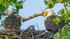 Baby bald eagle released back into the wild following fall from nest