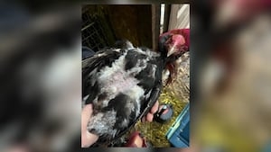 Over 130 roosters, several other animals removed from alleged cockfighting operation in Ohio