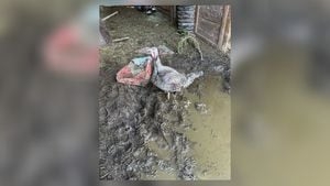 Over 200 farm animals rescued from Ohio property