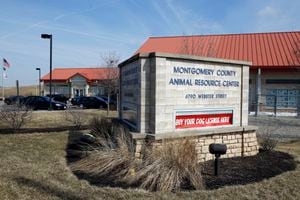 ‘Critically over capacity;' Animal shelter says they can't accept any dogs without a court order