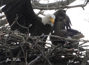 Carillon Park Eagles ‘Willa' and ‘Scout' welcome at least two eaglets