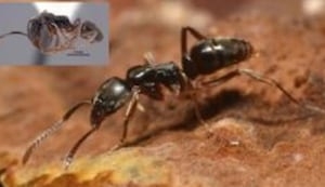 Invasive stinging insect that could cause death spotted in Ohio