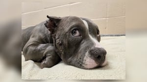 Dog recovering after owner reportedly stabs her after having an accident in the house
