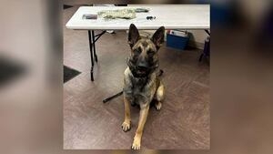 Police seize 50 grams of meth, almost $3K in cash, with help from K-9 Diesel