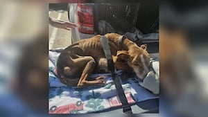 Dog dies after being found in basement of Ohio home