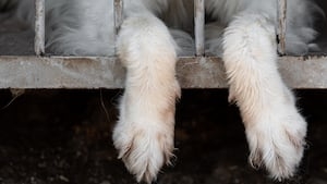 Ohio ranks No. 2 for most ‘problem puppy mills,' ‘puppy sellers' in the country
