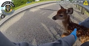 WATCH: Trooper rescues fawn off side of busy road