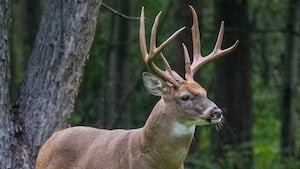 2 men banned from hunting in Ohio for 3 years after poaching white-tailed deer