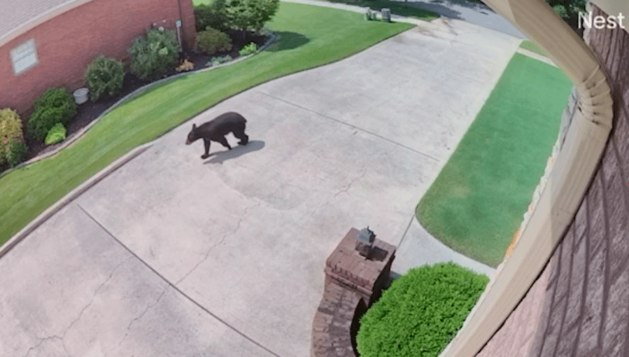 What to do if you encounter a black bear in Alabama