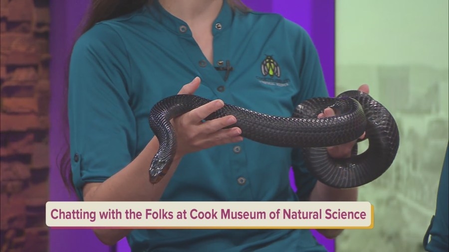 Ssss-ummer fun at Cook Museum of Natural Science