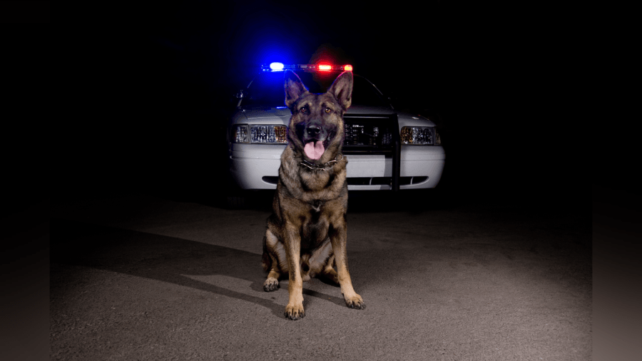 Alabama law authorizes emergency care and transport for police K9s