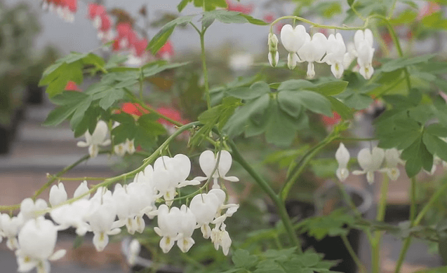The importance of protecting native North Alabama plants