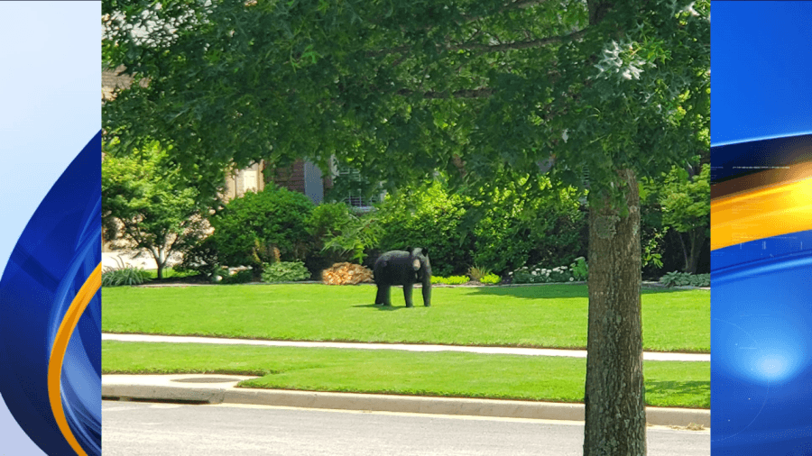 Black Bear spotted around Huntsville, officials provide tips on what to do if you spot one